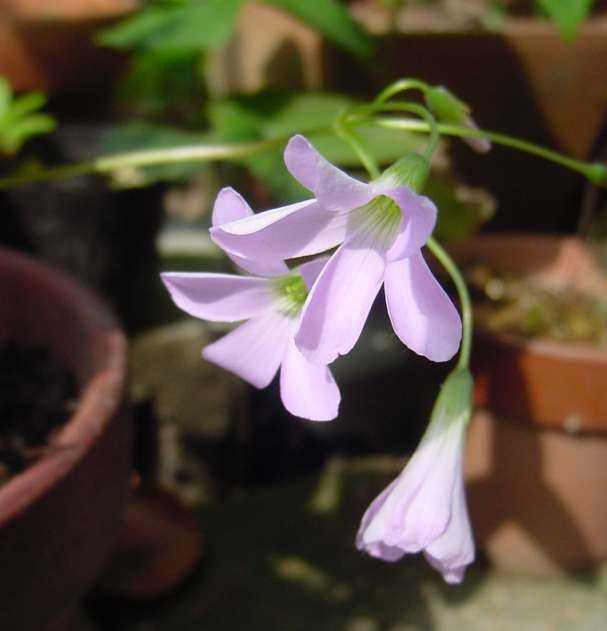 Dsc00561_3