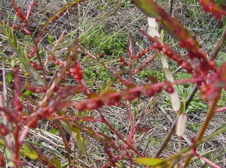 Dsc00587_1