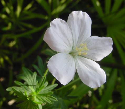 dsc00589geranium_sanguineum_album