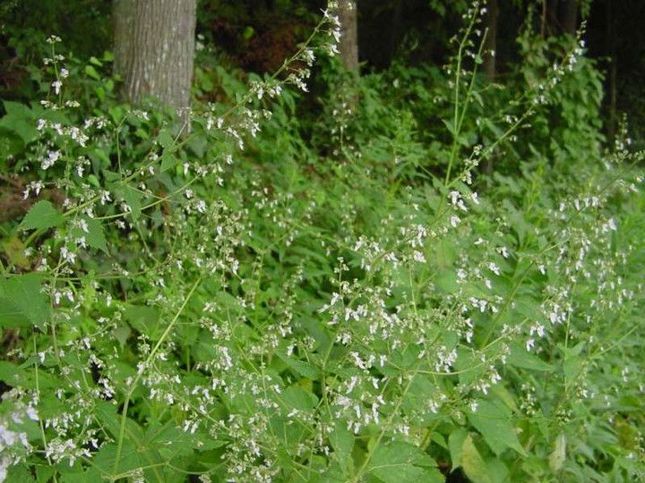 Dsc00590_2