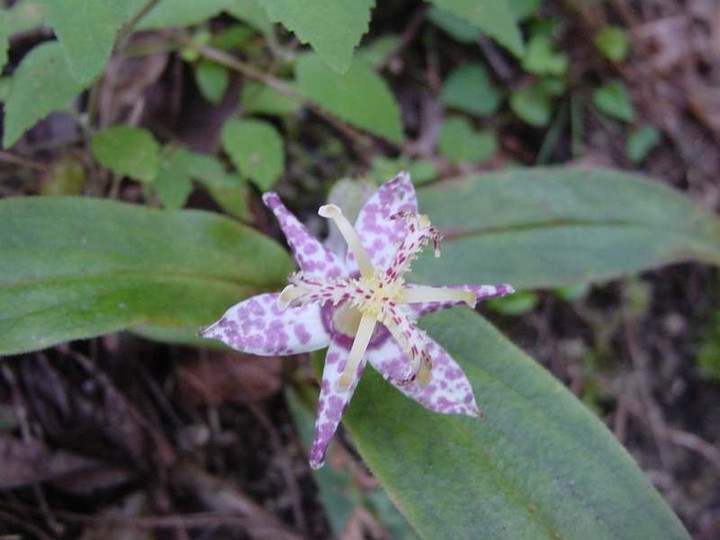 Dsc00601_2