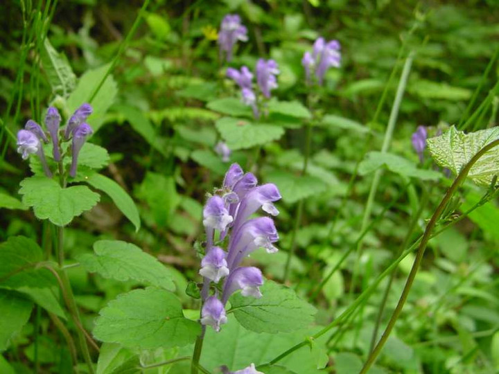 Dsc00611_1