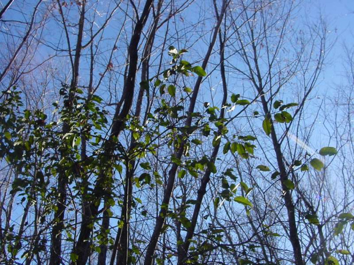 Dsc00612