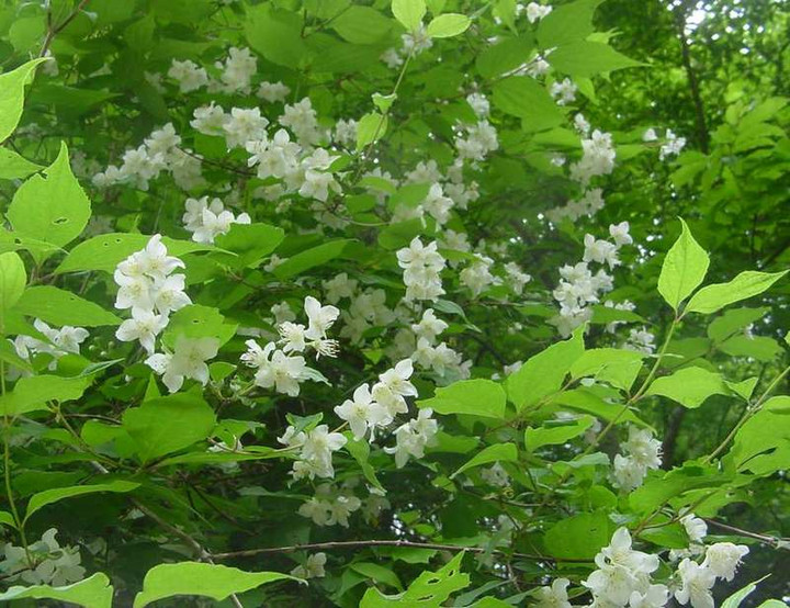 Dsc00617_3