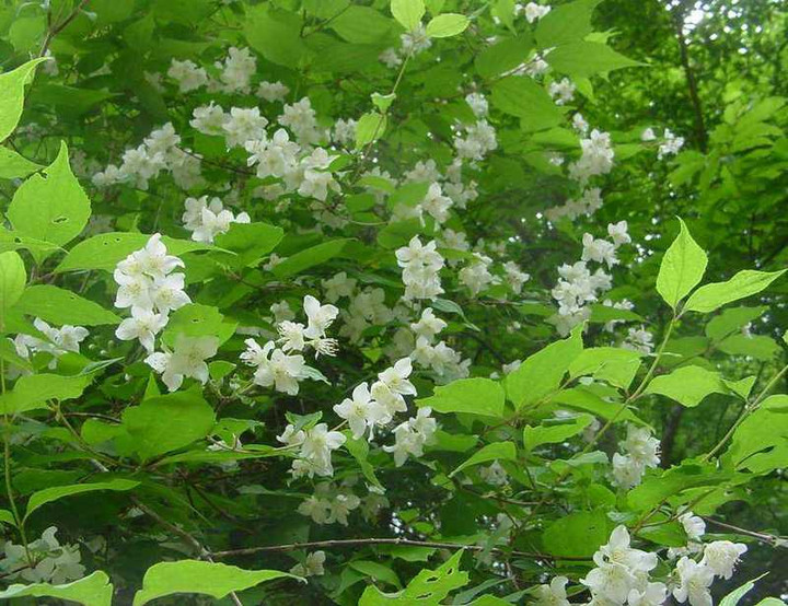 Dsc00617_6