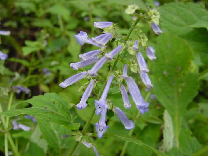 Dsc00620_4