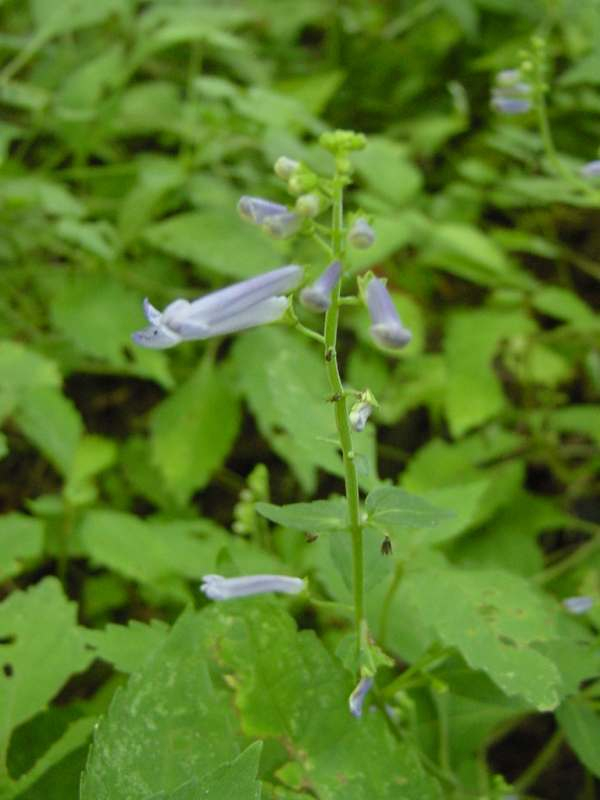 Dsc00631_1