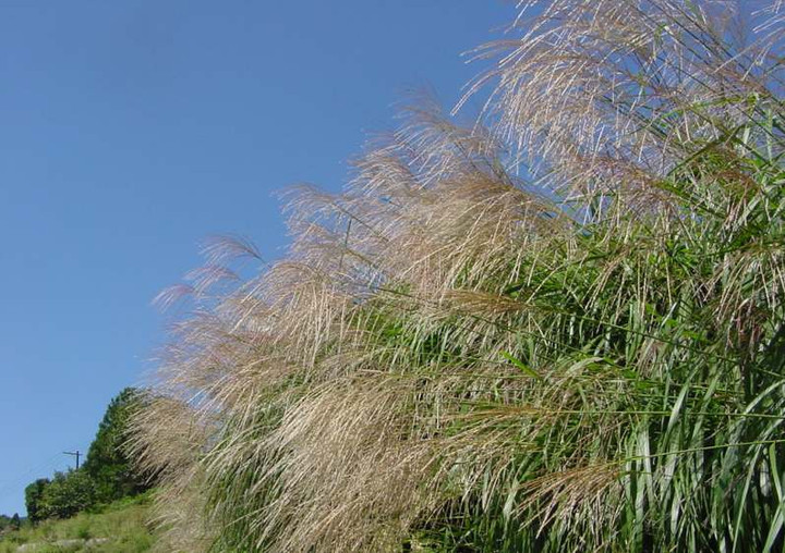Dsc00637_4