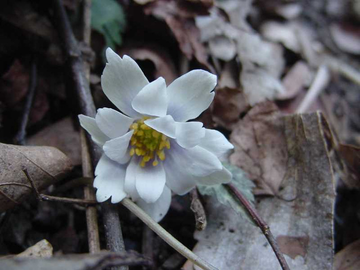 Dsc00637_6