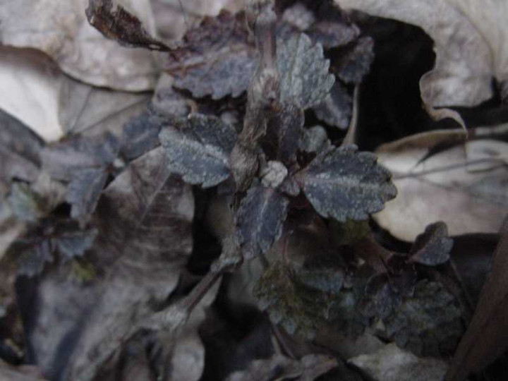 Dsc00641_1
