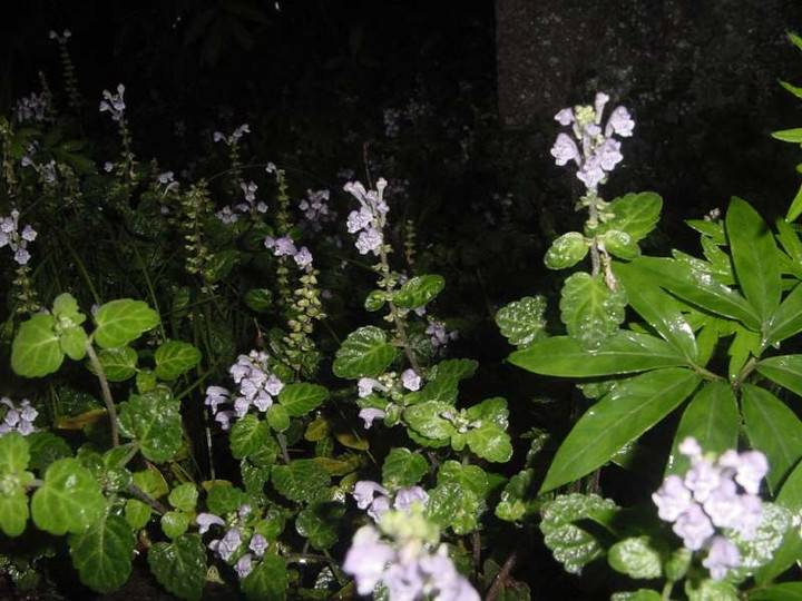 Dsc00667