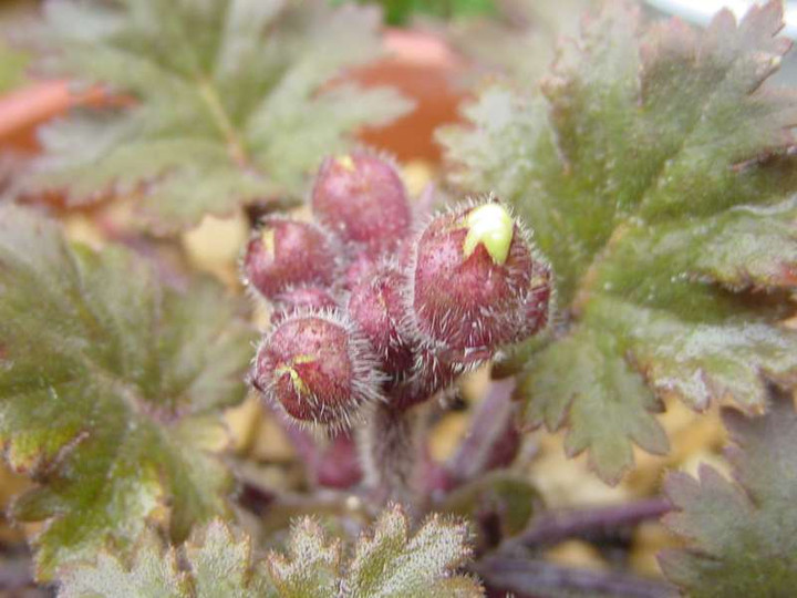 Dsc00670