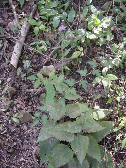 Dsc00675_1