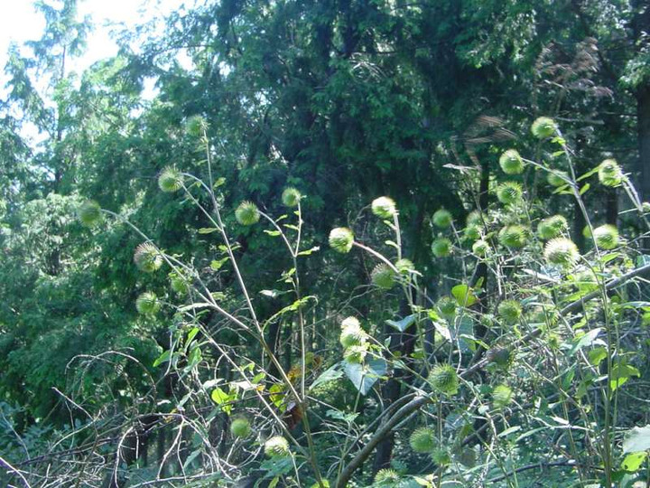 Dsc00687_1