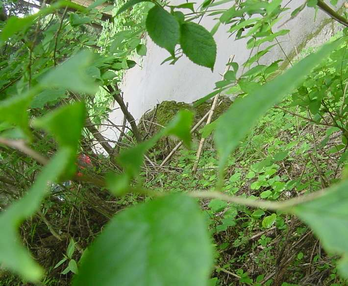 Dsc00688_1