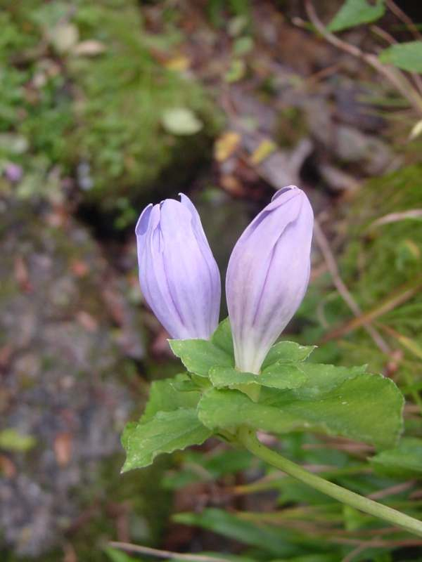 Dsc00694_1