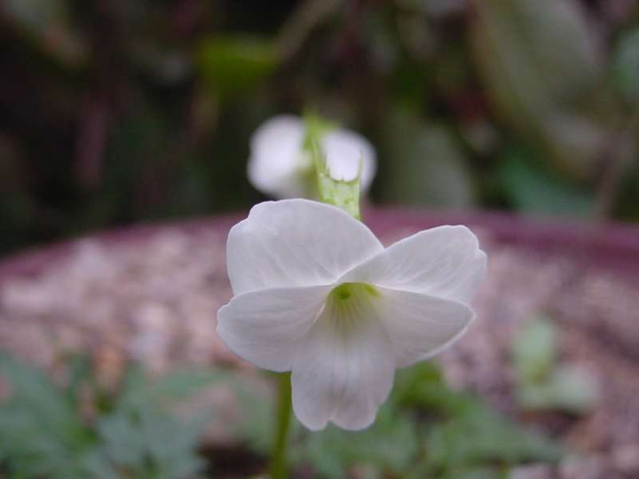Dsc00695_1