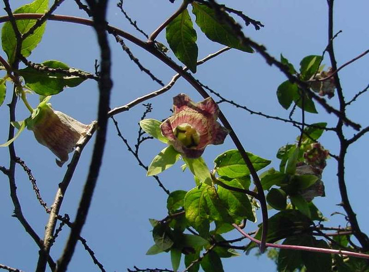 Dsc00696_1