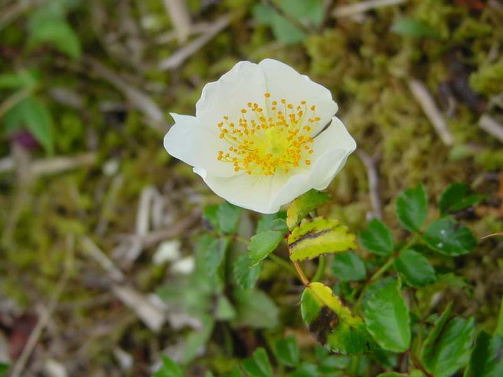 Dsc00697_1