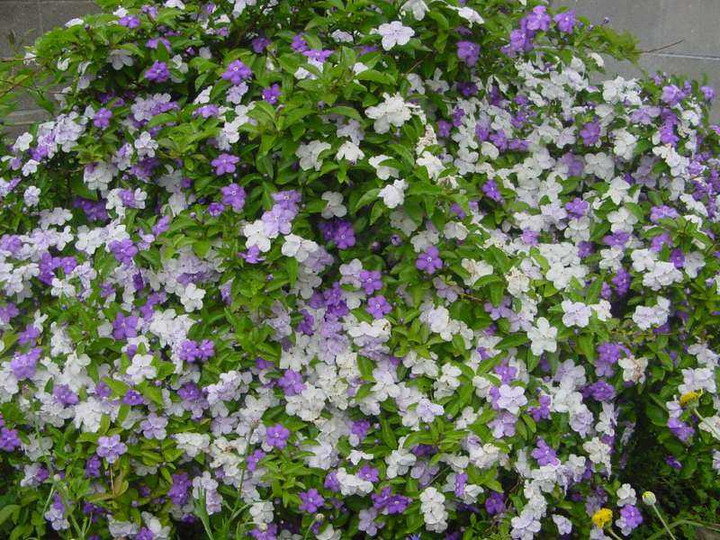 Dsc00703_1
