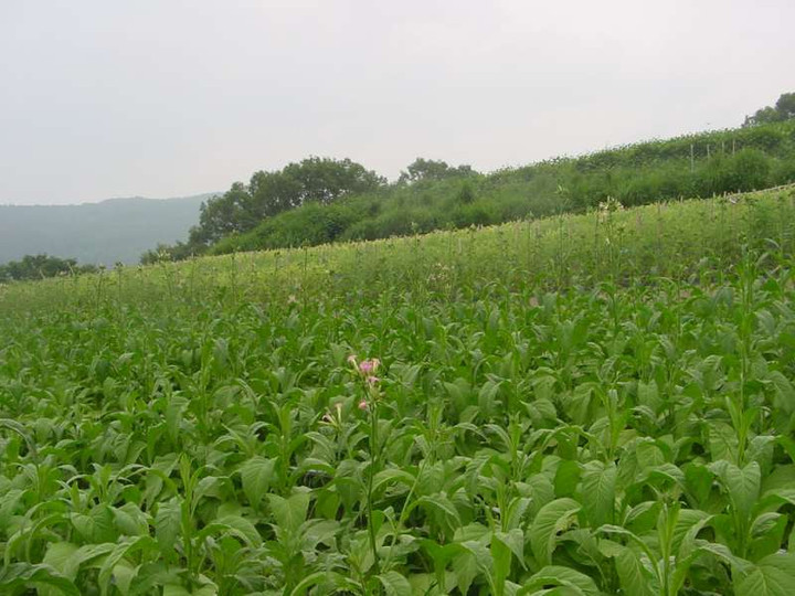 Dsc00708_1