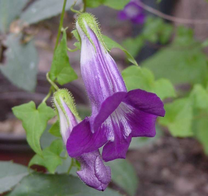 Dsc00713_1