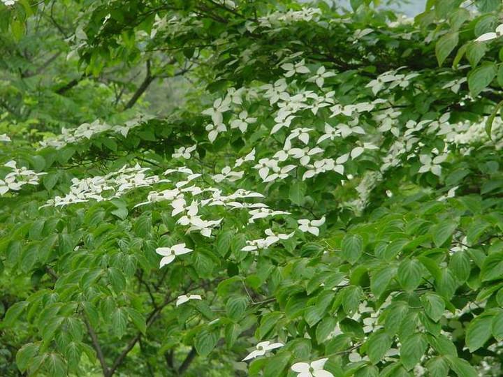 Dsc00725