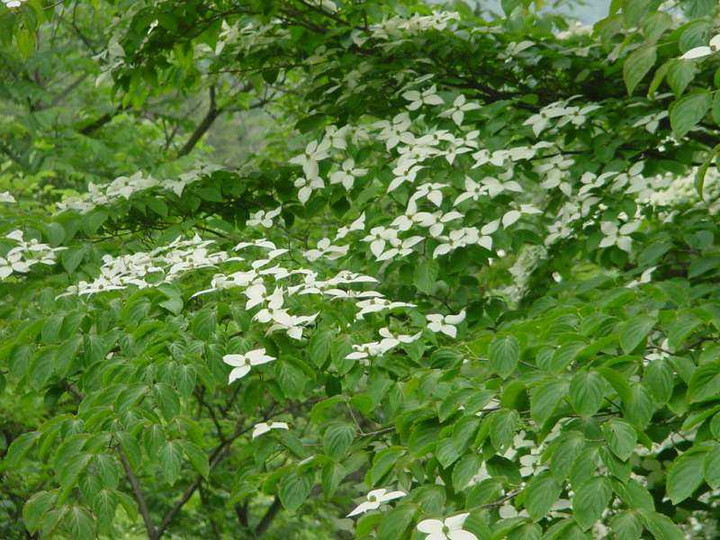 Dsc00725_1