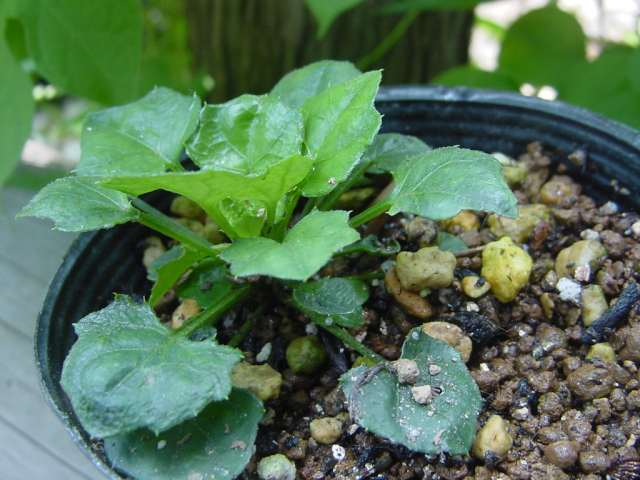 dsc00730