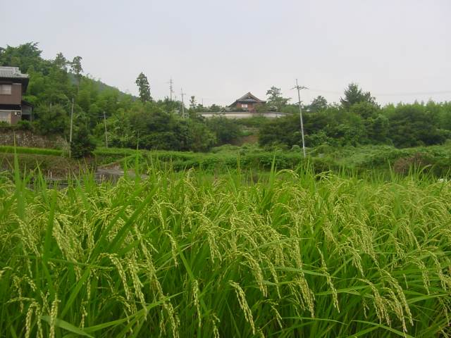 dsc00731