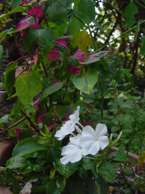 dsc00732