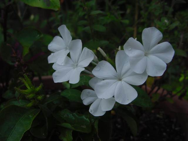 dsc00733
