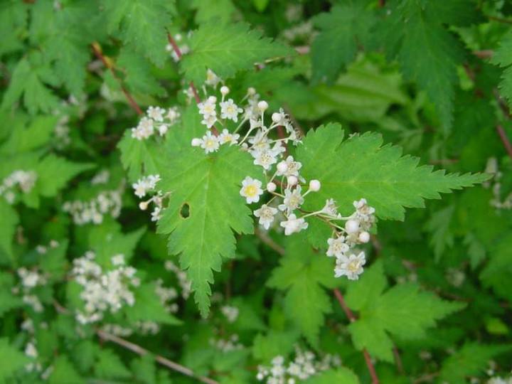 Dsc00733_1