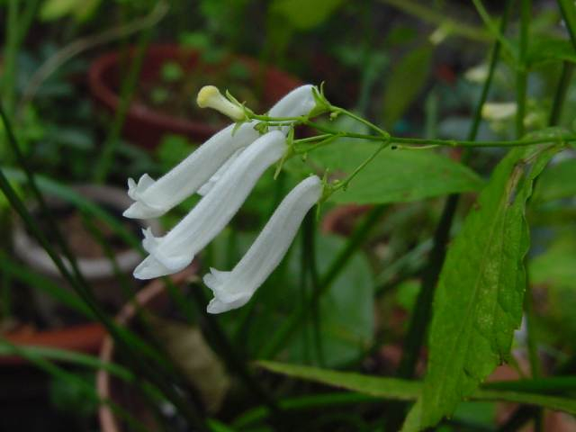 Dsc00734_1