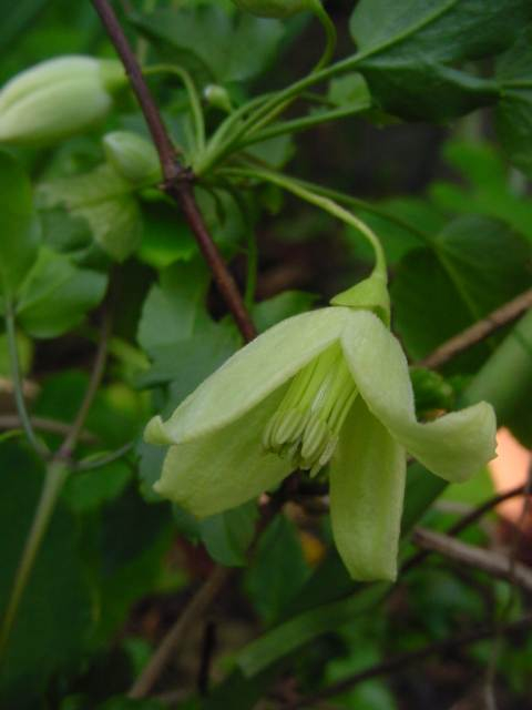 Dsc00736