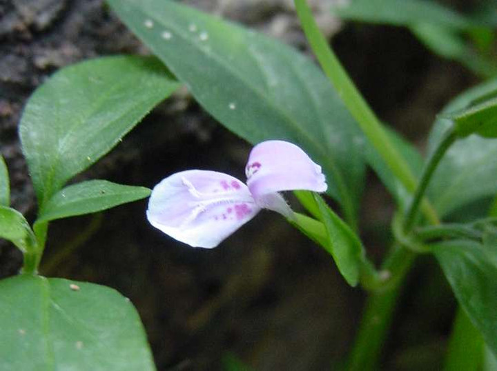 Dsc00736_4