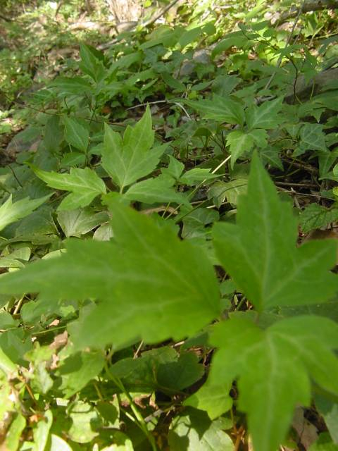 Dsc00741_1