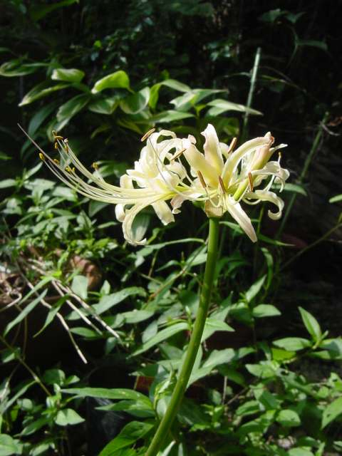 Dsc00750_3