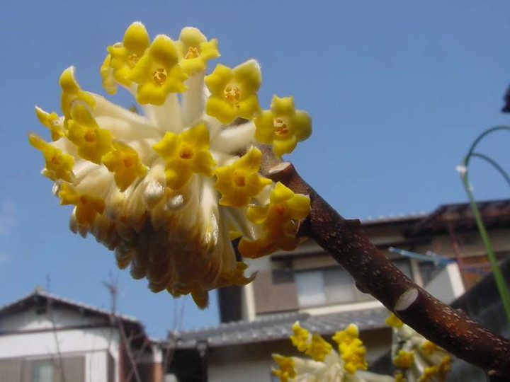 Dsc00753