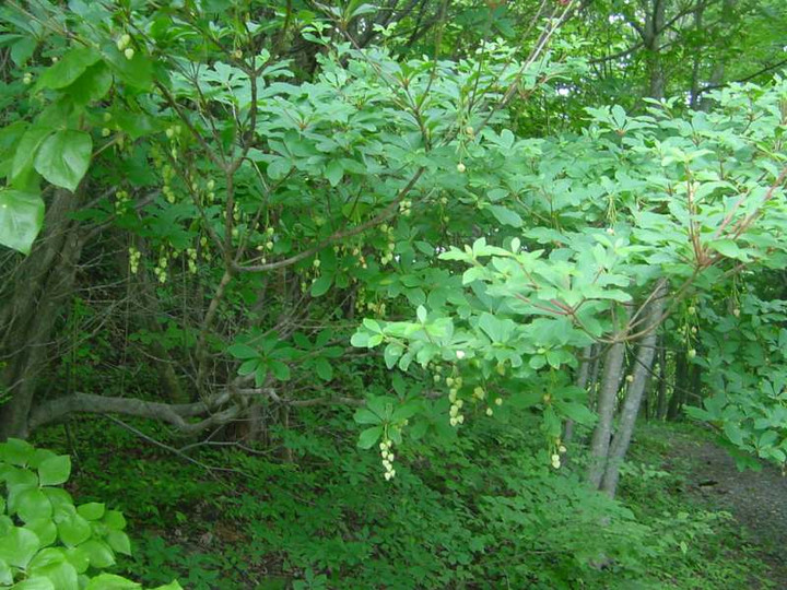 dsc00754