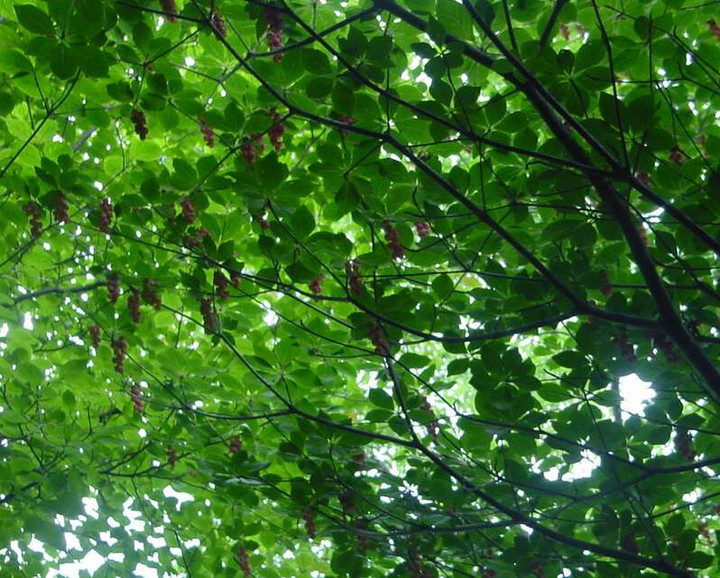 Dsc00757_1