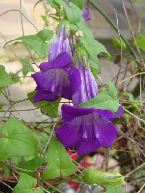 Dsc00758_4