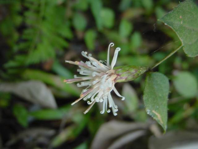Dsc00761_1