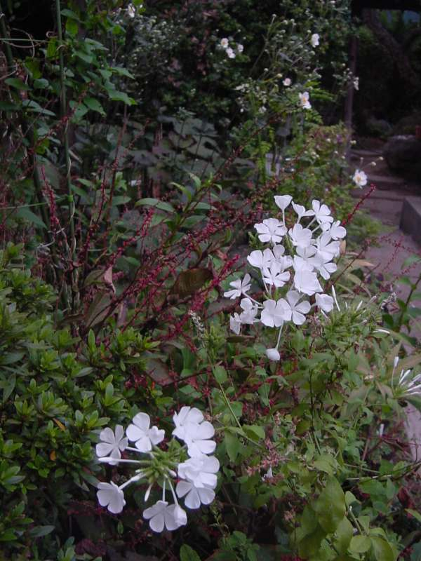Dsc00765