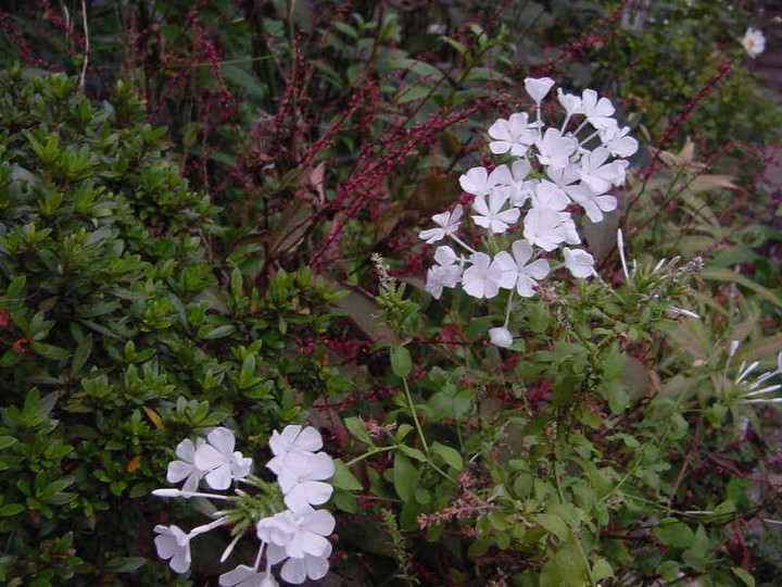 Dsc00767_2