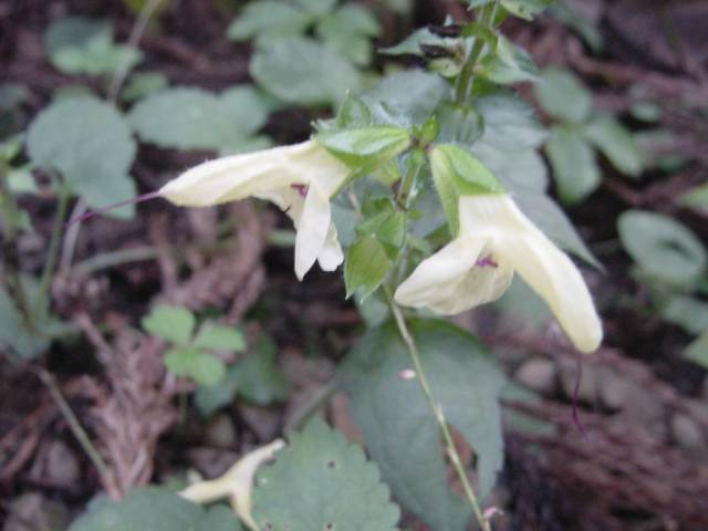 dsc00768