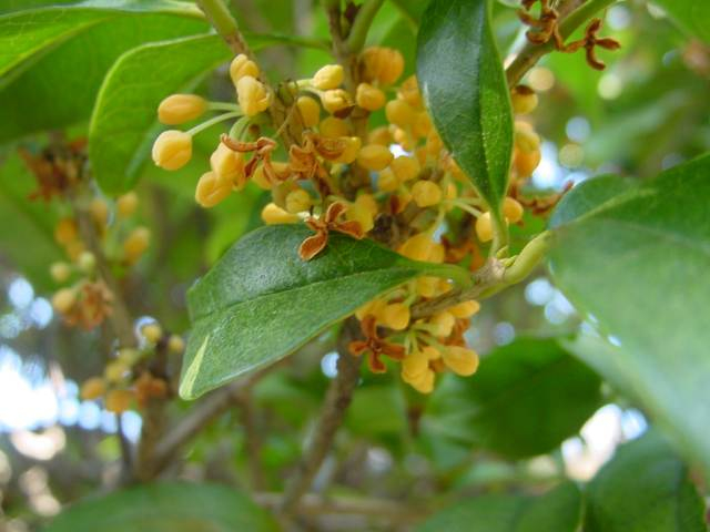 Dsc00768_1