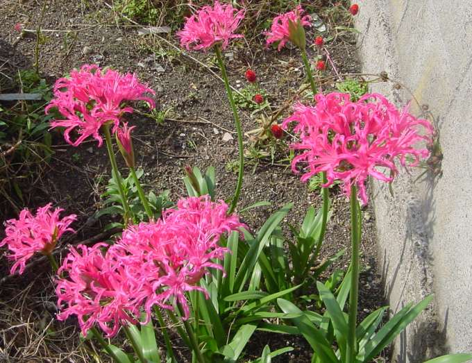 Dsc00768_4