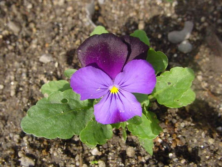Dsc00769_1