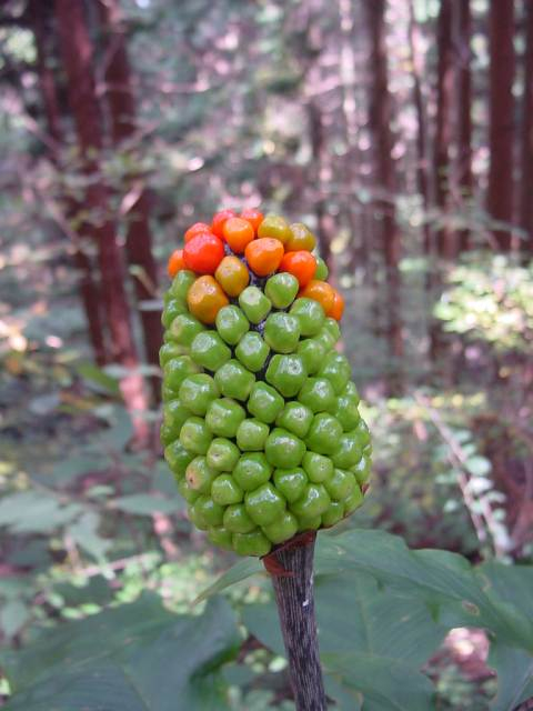 Dsc00770_1